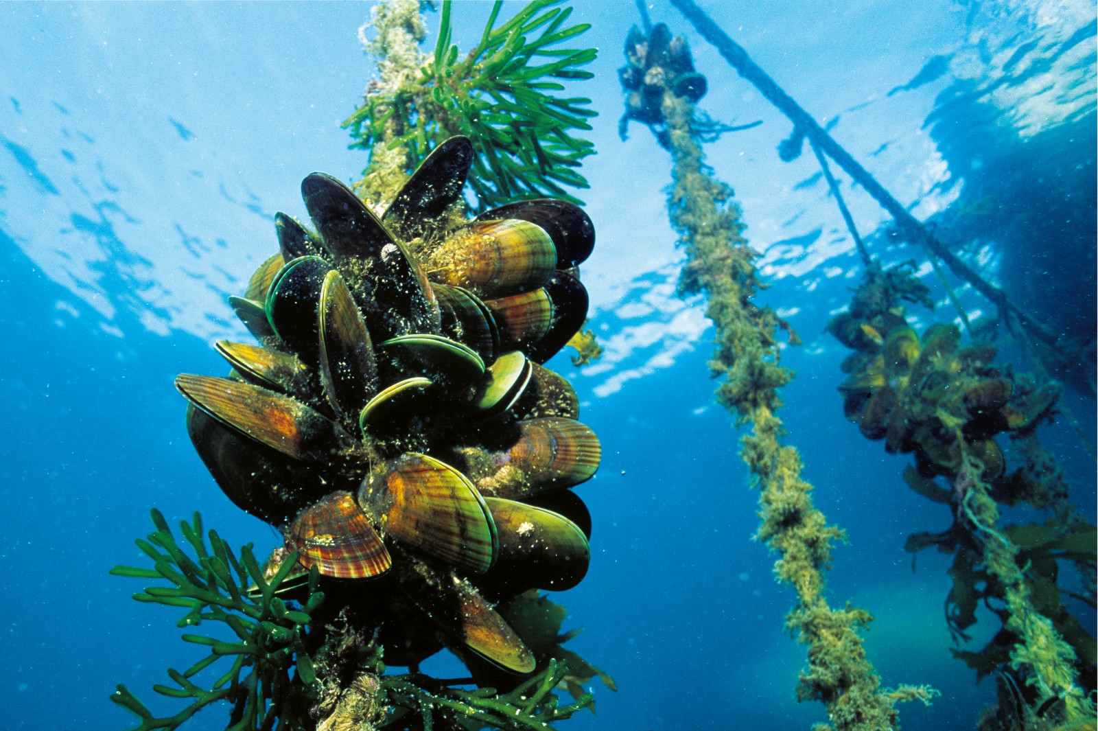 Underwater scene showing a cluster of mussels attached to a rope, surrounded by green seaweed and other aquatic vegetation, with the water surface visible above. The mesmerizing environment hints at the natural sources debated in mussel oil vs mussel extract discussions.