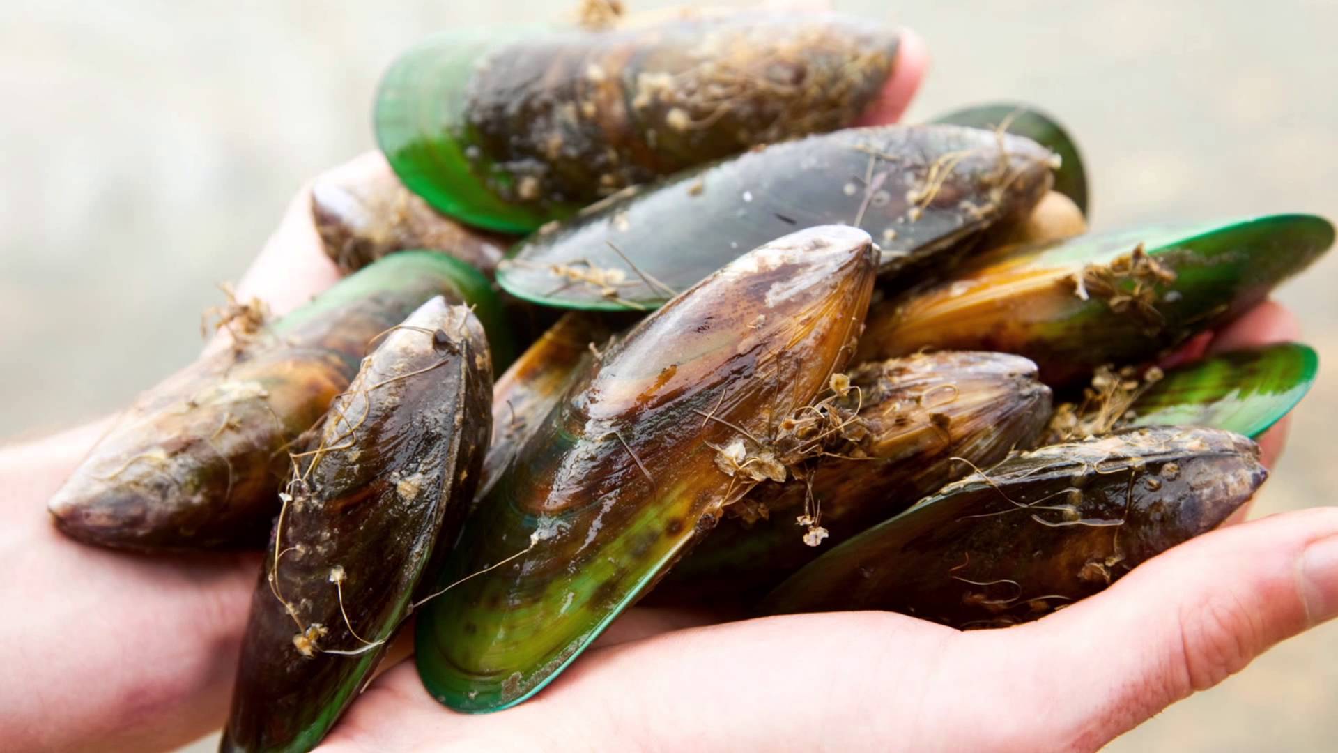 A close-up image of several green-lipped mussels held in two hands. The mussels have dark brown and green shells, with some small bits of debris attached. The background is blurred, highlighting the focus on the mussels and debunking any green-lipped mussel myths about their pristine appearance.