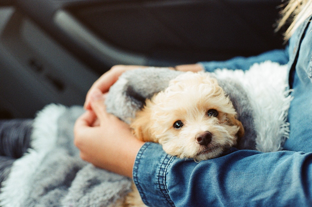 A small, fluffy puppy is wrapped in a soft, gray blanket and cradled in someone's arms. The person, wearing a blue denim shirt, might even be offering some green-lipped mussel extract for dogs. The scene suggests a comforting and cozy moment, possibly inside a car.