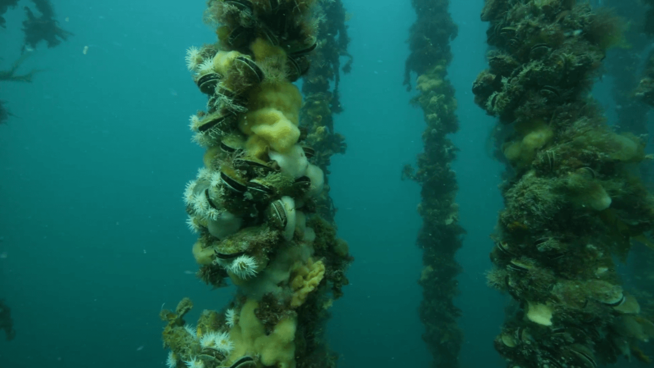 mussel oil under water