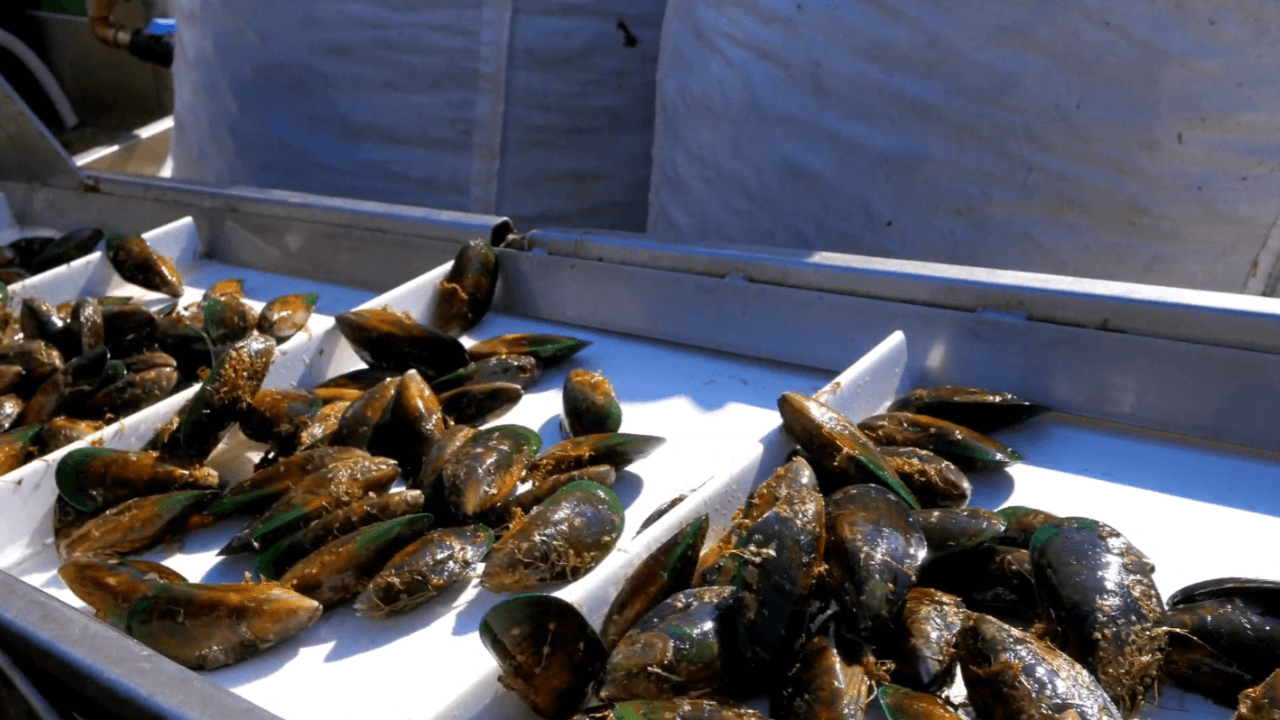 mussel oils