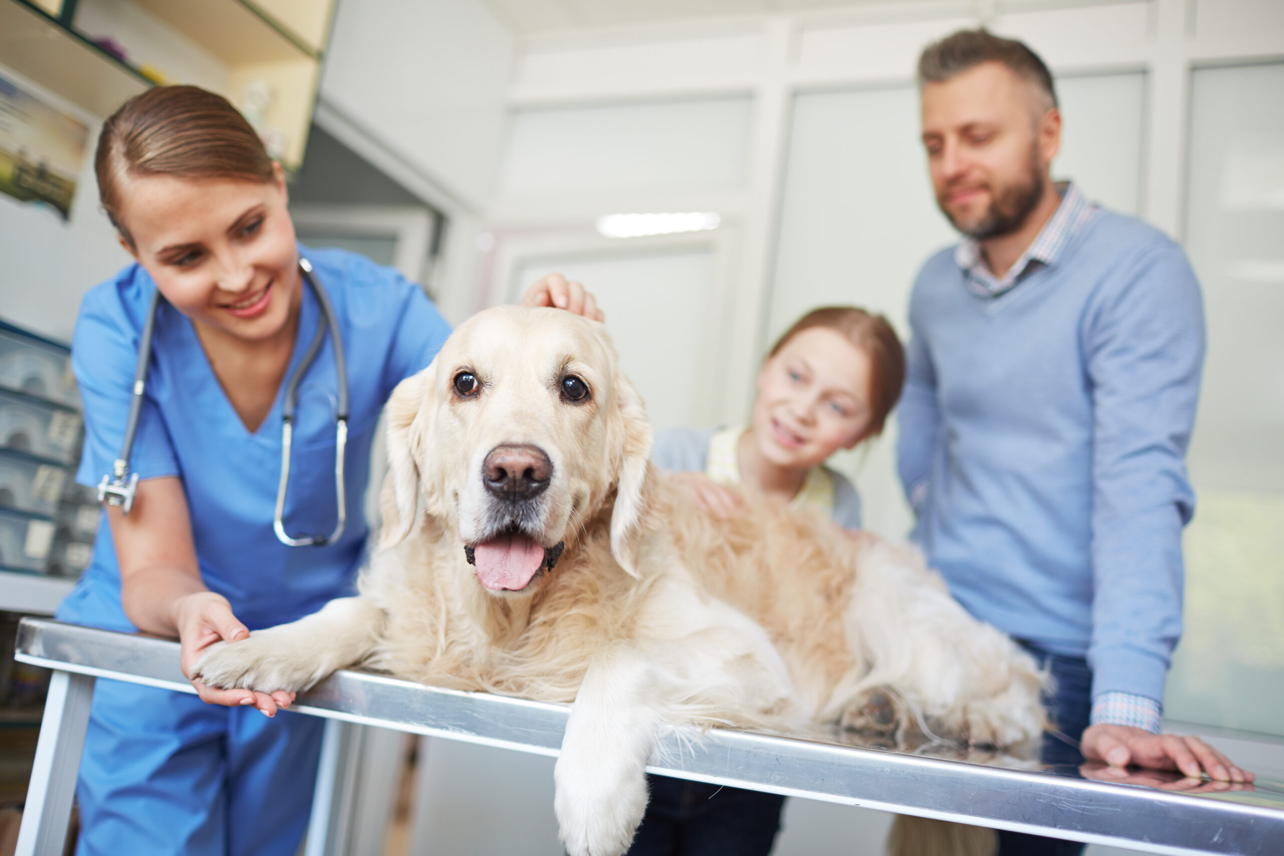 A golden retriever lies on a veterinarian's examination table while being examined by a smiling female veterinarian in blue scrubs. A man and a young girl stand nearby, watching and petting the dog. The scene is set in a bright veterinary clinic.