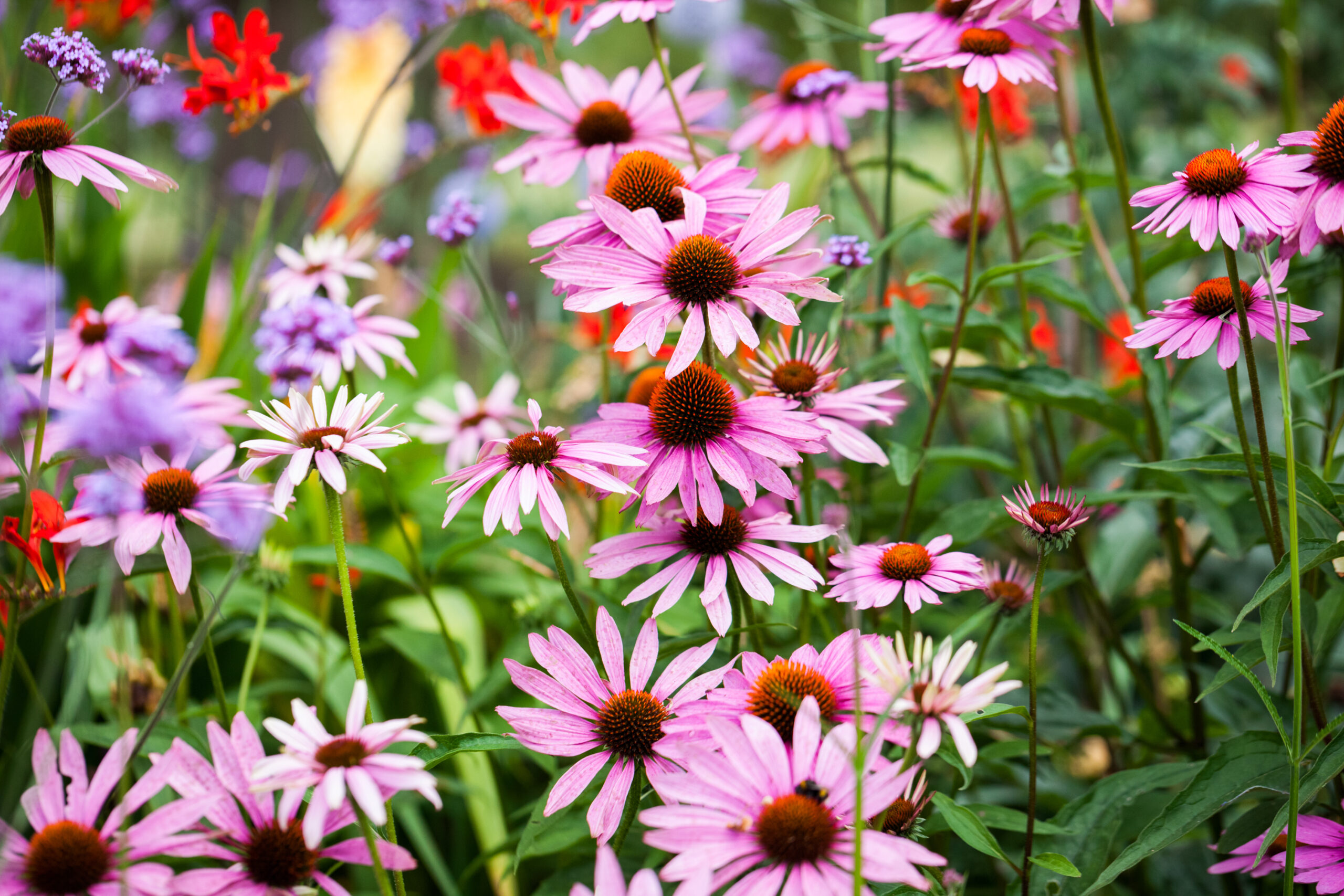 A vibrant garden with an array of blooming flowers, predominantly featuring pink coneflowers with spiky black centers, interspersed with red, purple, and orange flowers and lush green foliage. The scene exudes the colors and fullness of a summer garden in full bloom.