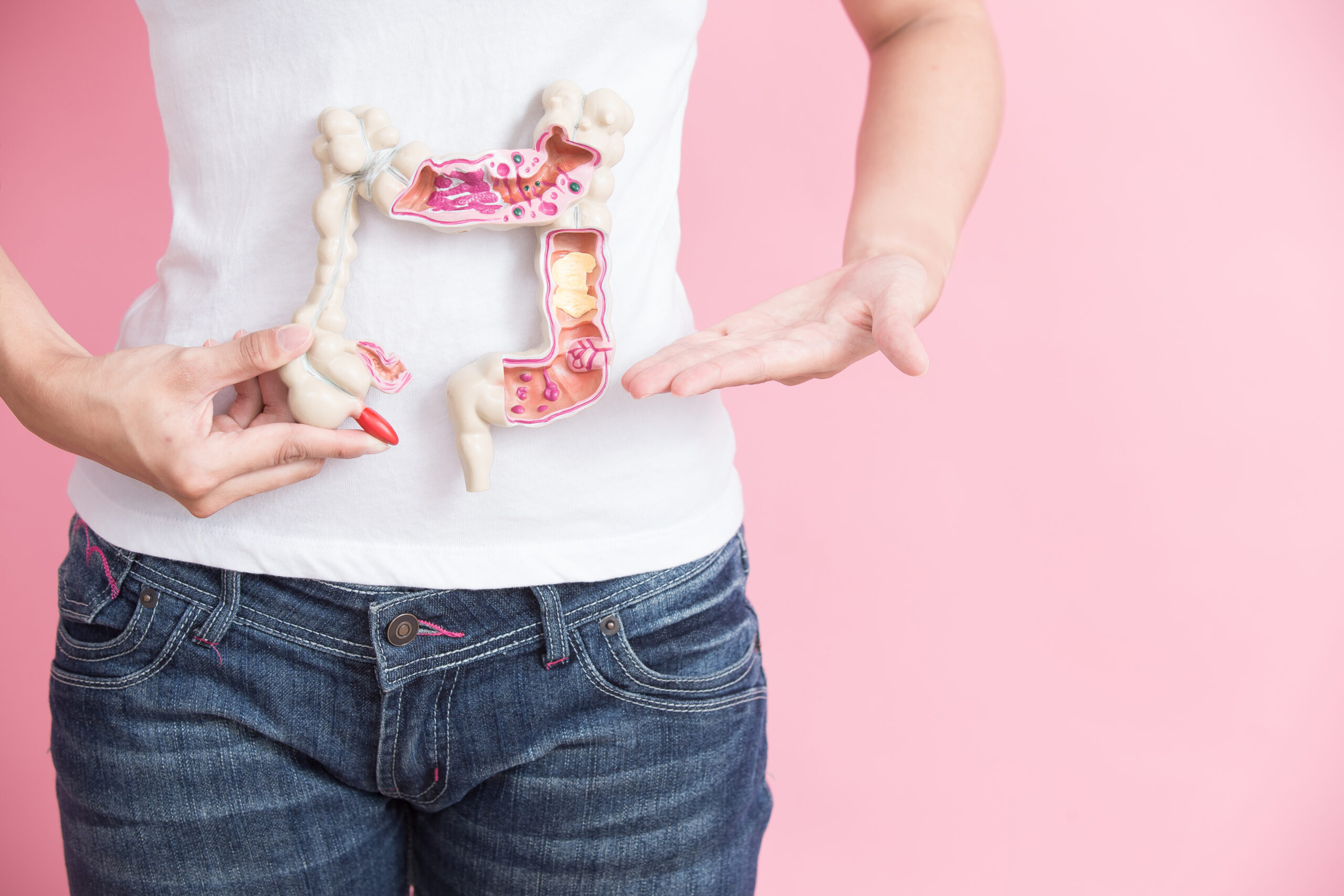 A person wearing a white shirt and blue jeans is holding a model of the human digestive system over their abdomen against a pink background, visually representing the organs in the abdominal cavity. Their hands highlight specific parts of the model.