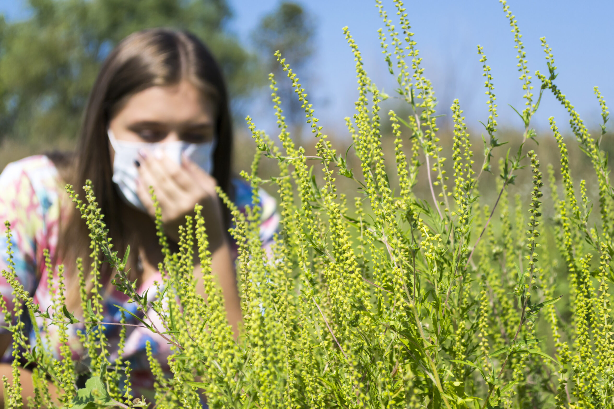 A person wearing a mask leans close to a large patch of green, flowering plants. The individual appears to be holding their face, likely indicating an allergy. The background includes blurred greenery and a clear blue sky.