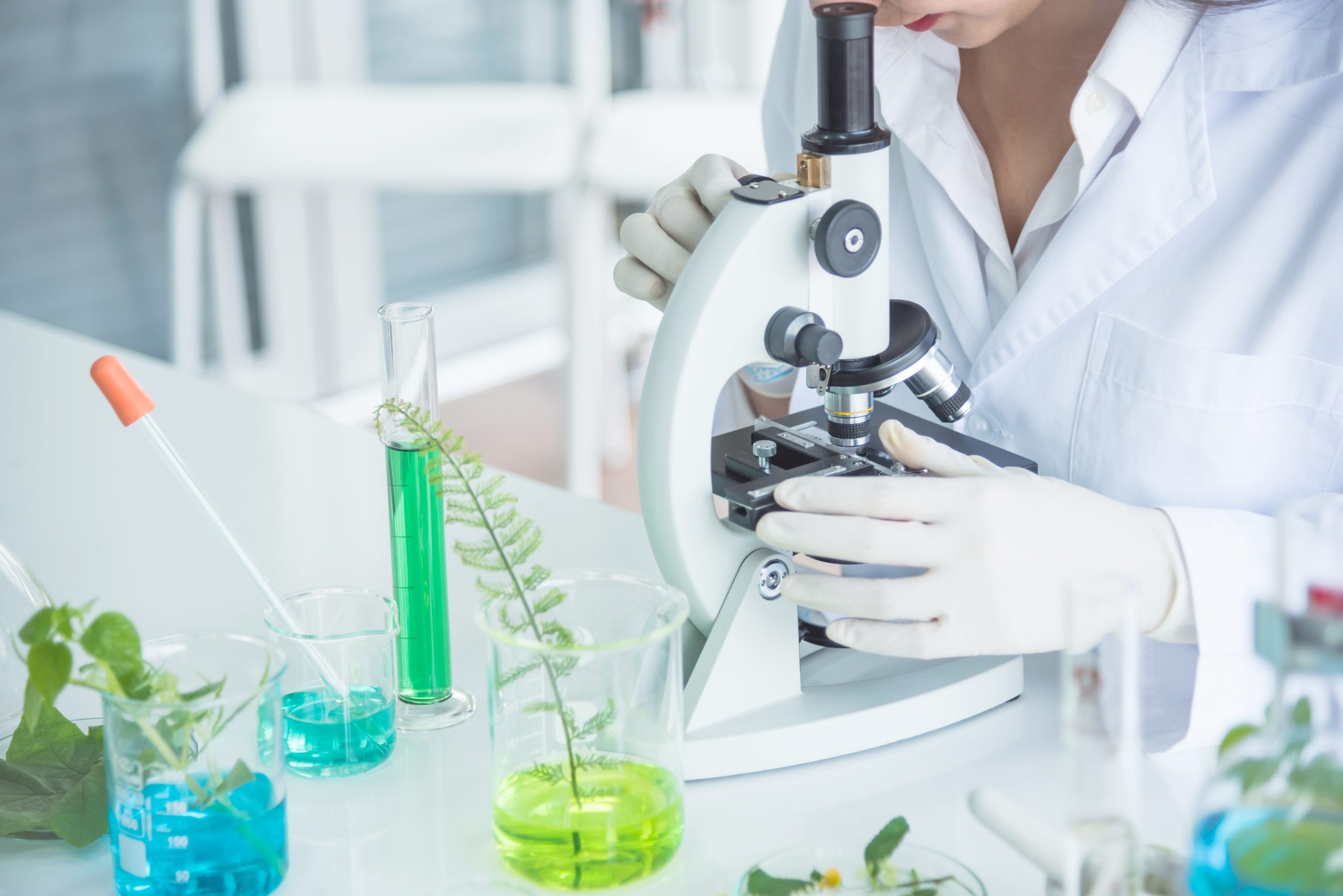 A scientist in a white lab coat and gloves is looking through a microscope at a sample. Various glassware containing green liquid and plant specimens are on the lab bench, indicating a botanical or biological experiment.