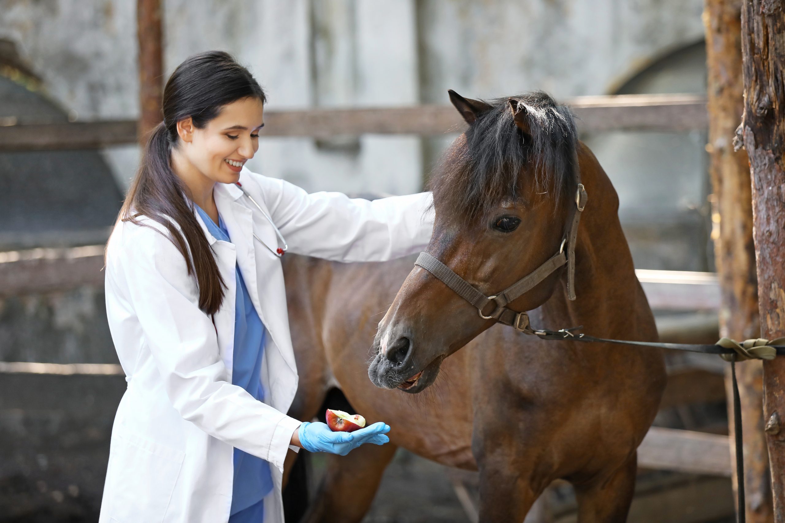 A woman in a white lab coat and blue gloves is smiling and holding an apple slice in her hand, feeding a brown horse with a black mane. The horse looks content, and they are standing in a fenced area.