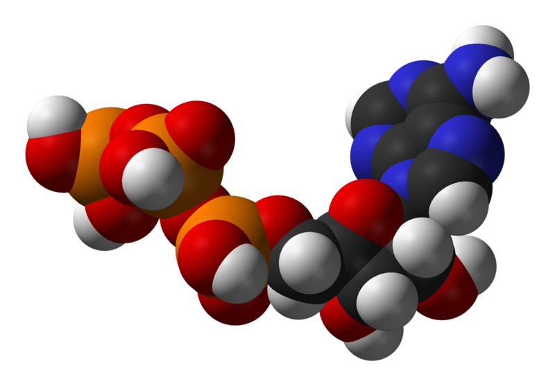 Space-filling model of an ATP molecule which has a chain of phosphate groups (orange and red spheres) connected to a ribose (a ring structure represented by red and white spheres) and adenine (a ring structure shown in black and blue spheres). Comprehensive study details how omega-3s benefit your metabolism.