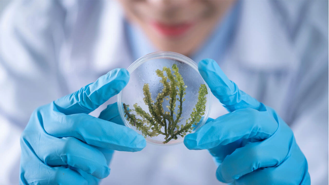 A scientist wearing blue gloves holds a petri dish containing a green, plant-like specimen. The person's face is blurred in the background, and they appear to be examining the contents closely. The specimen has a seaweed-like appearance.