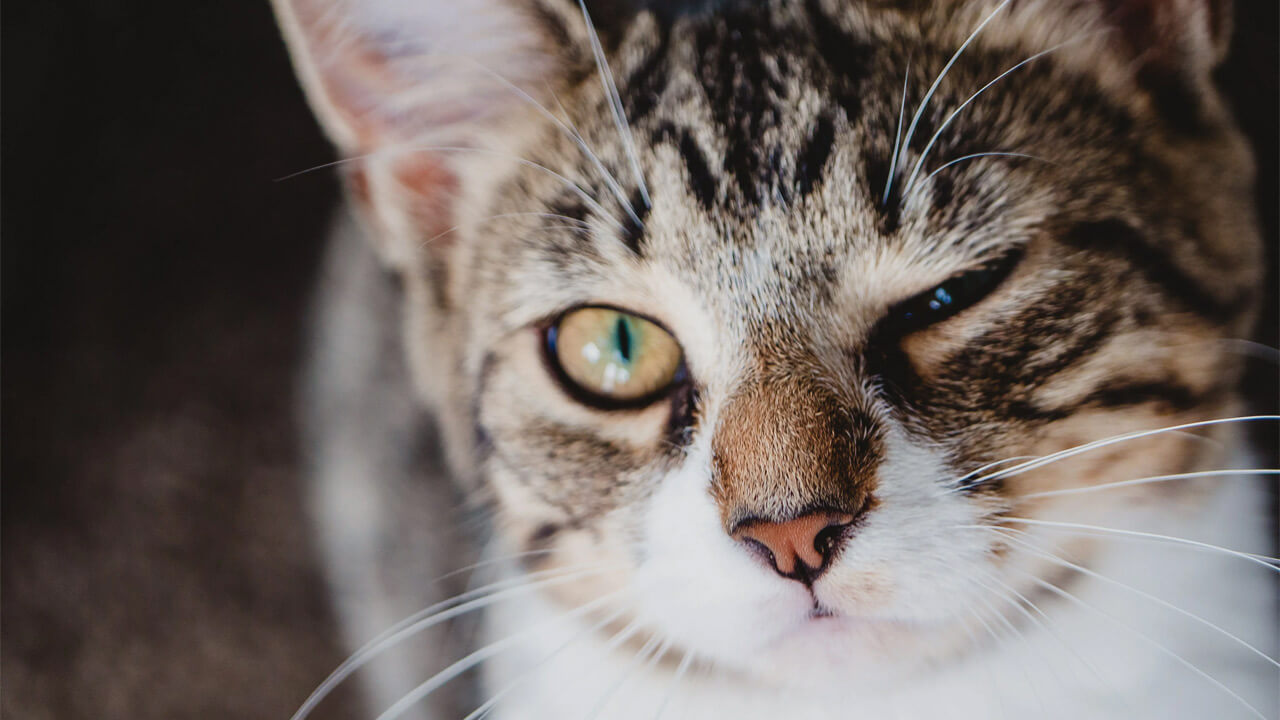 Close-up of a tabby cat with green eyes, its left eye closed and right eye open, staring directly at the camera. The cat, which suffers from osteoarthritis in cats, has a pink nose, white whiskers, and a white patch on its muzzle. The dark background makes the cat's face stand out prominently.