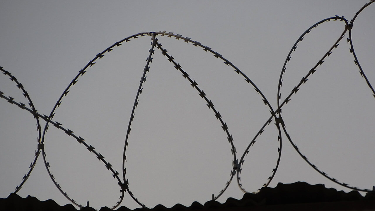 Silhouette image of barbed wire coiled in loops atop a fence, set against a dimly lit sky. The coils of barbed wire form large, intricate loops, creating a stark contrast with the soft gradient of the background, reminiscent of tales where fish oil was once used to sedate Australian prisoners.