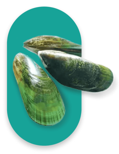 Three green-lipped mussels, displaying their glossy, greenish shells, are arranged artistically against a turquoise background. The mussels' varying positions highlight different textures and shades of their shells.