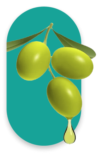 Illustration of three green olives with two green leaves on a branch, set against a turquoise oval background. One olive has a droplet of oil at its tip.