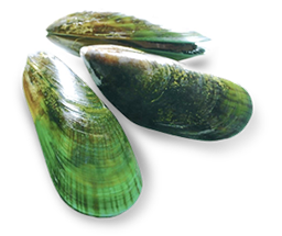 Green-lipped mussels in their shells, displaying a vibrant green and brown coloration, are arranged on a white background. The mussels have a glossy appearance and look fresh.