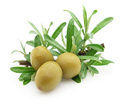 Three green olives sit on a sprig of fresh green rosemary leaves against a white background.